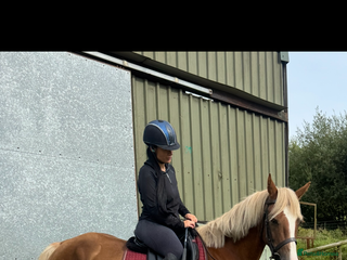 Welsh Section D horses - Advert 2