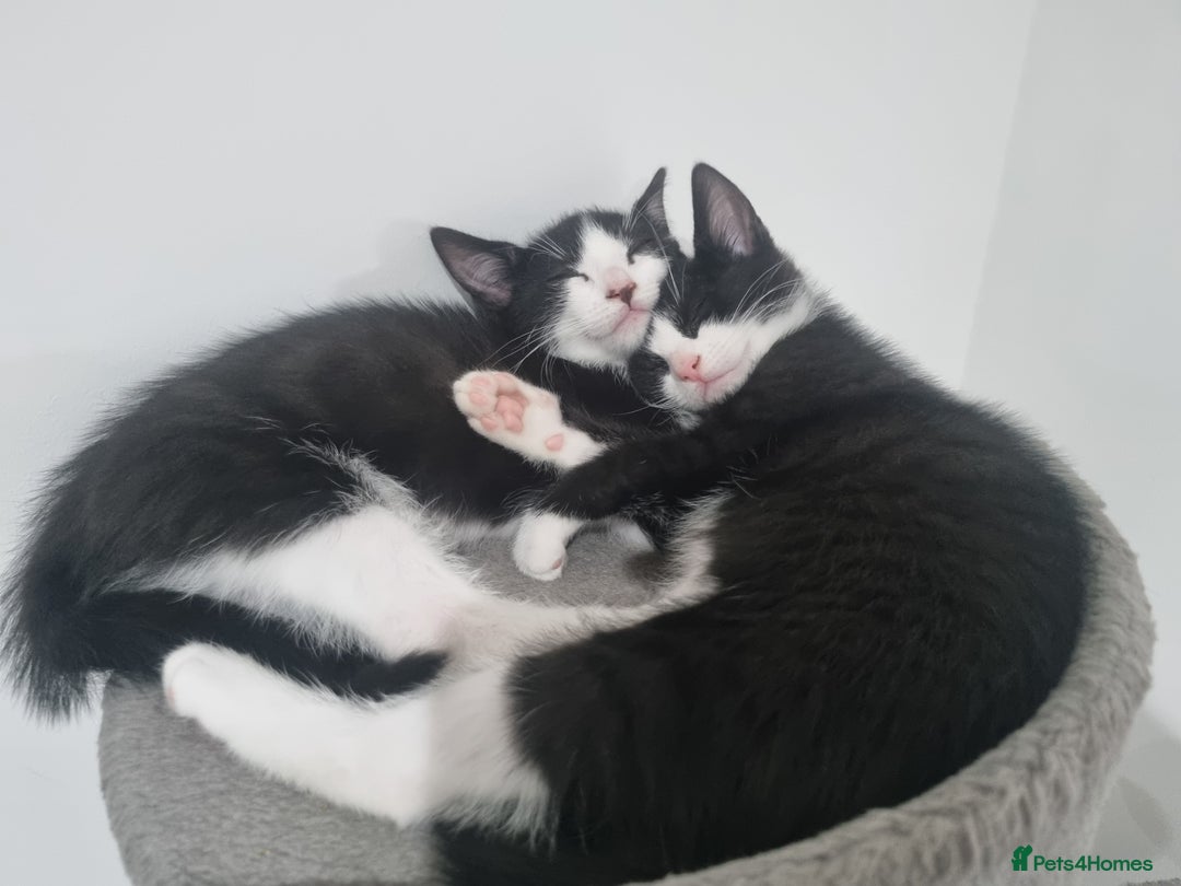 Domestic Shorthair cats for sale: Kittens for sale, READY TO GO NOW!  - Image 13