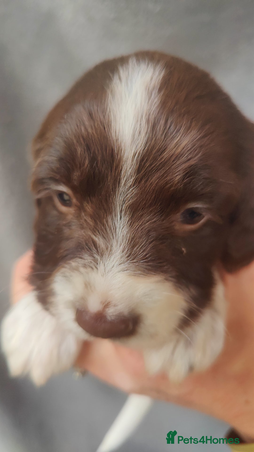 English Springer Spaniel dogs for sale: Highest Quality 8 DNA tested CLEAR KC reg puppies - Image 5