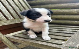Mixed Breed dogs for sale: Border collie cross/bearded collie puppies  - Image 23