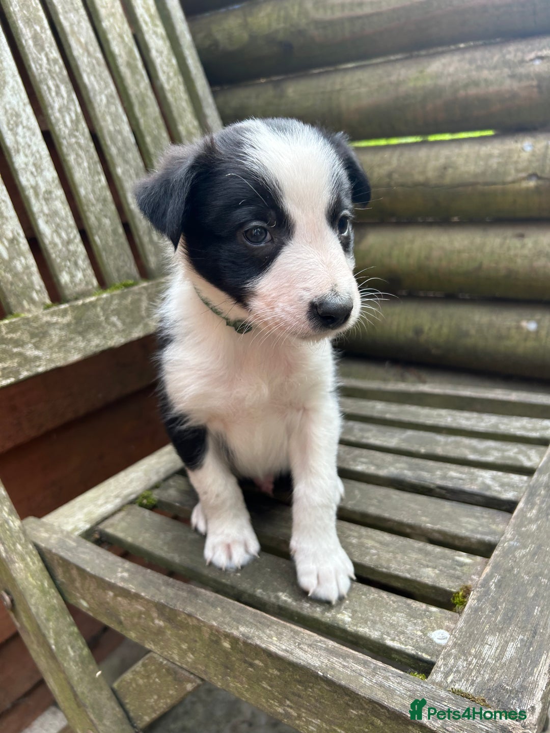 Mixed Breed dogs for sale: Border collie cross/bearded collie puppies  - Image 23