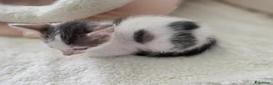 Mixed Breed 3