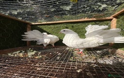 Pigeons birds for sale: Pigeons for sale - Image 32