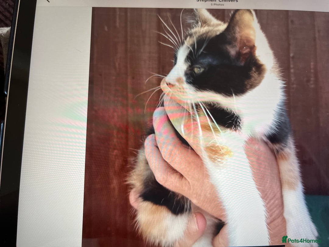 Mixed Breed cats for sale: Kittens - Image 9