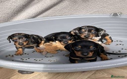 Miniature Dachshund dogs for sale: Miniature dachshund puppies - Image 1