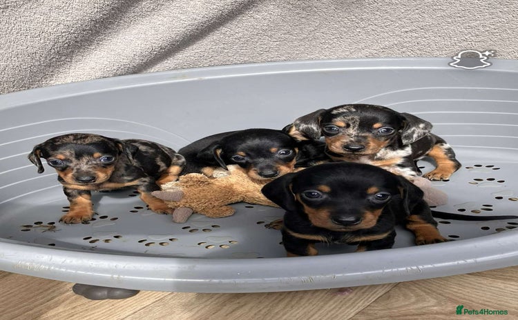 Miniature Dachshund dogs - Advert 14