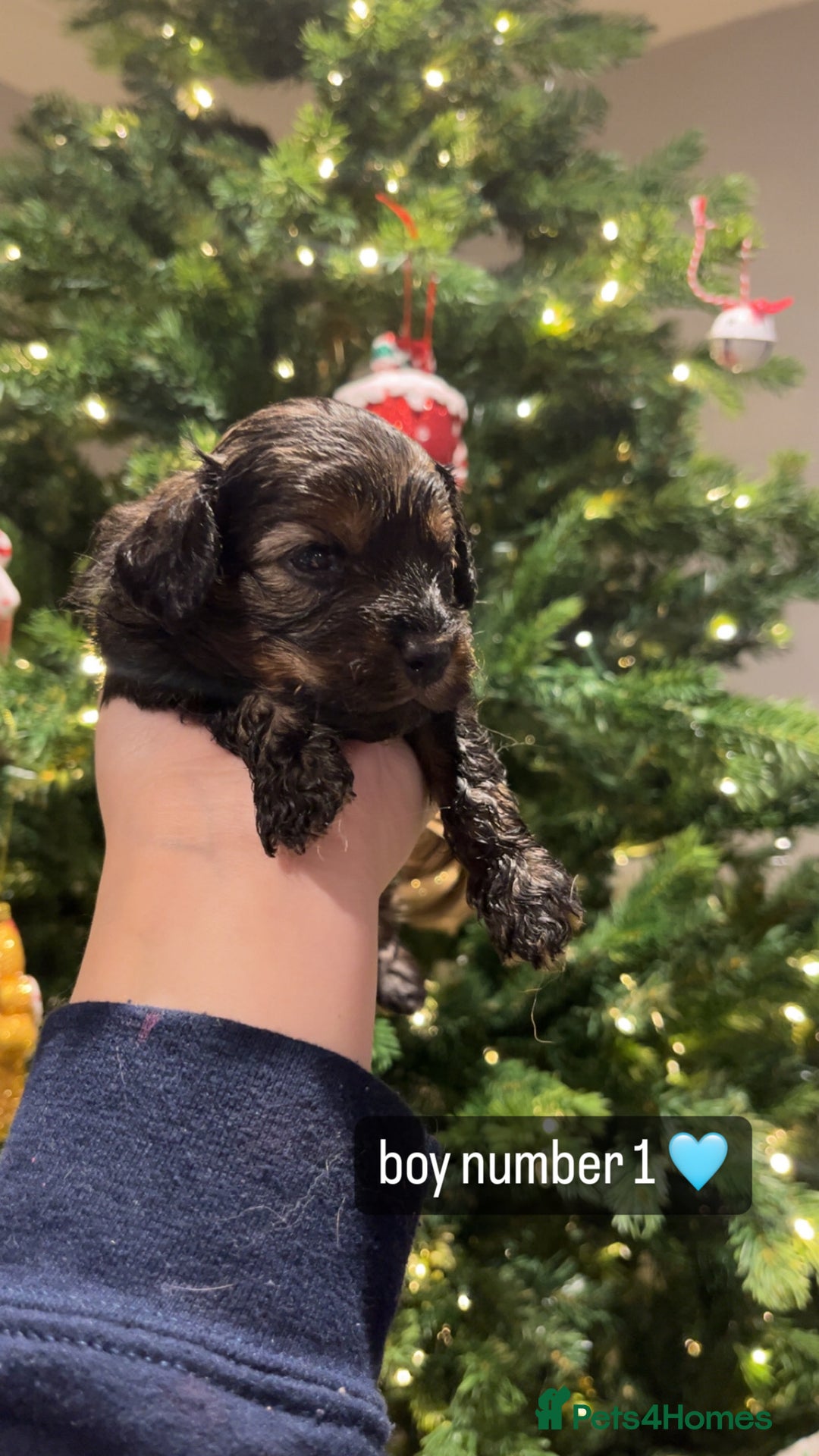 Cavapoo dogs for sale: Cavapoo puppies phantom Black and Tan  - Advert 2