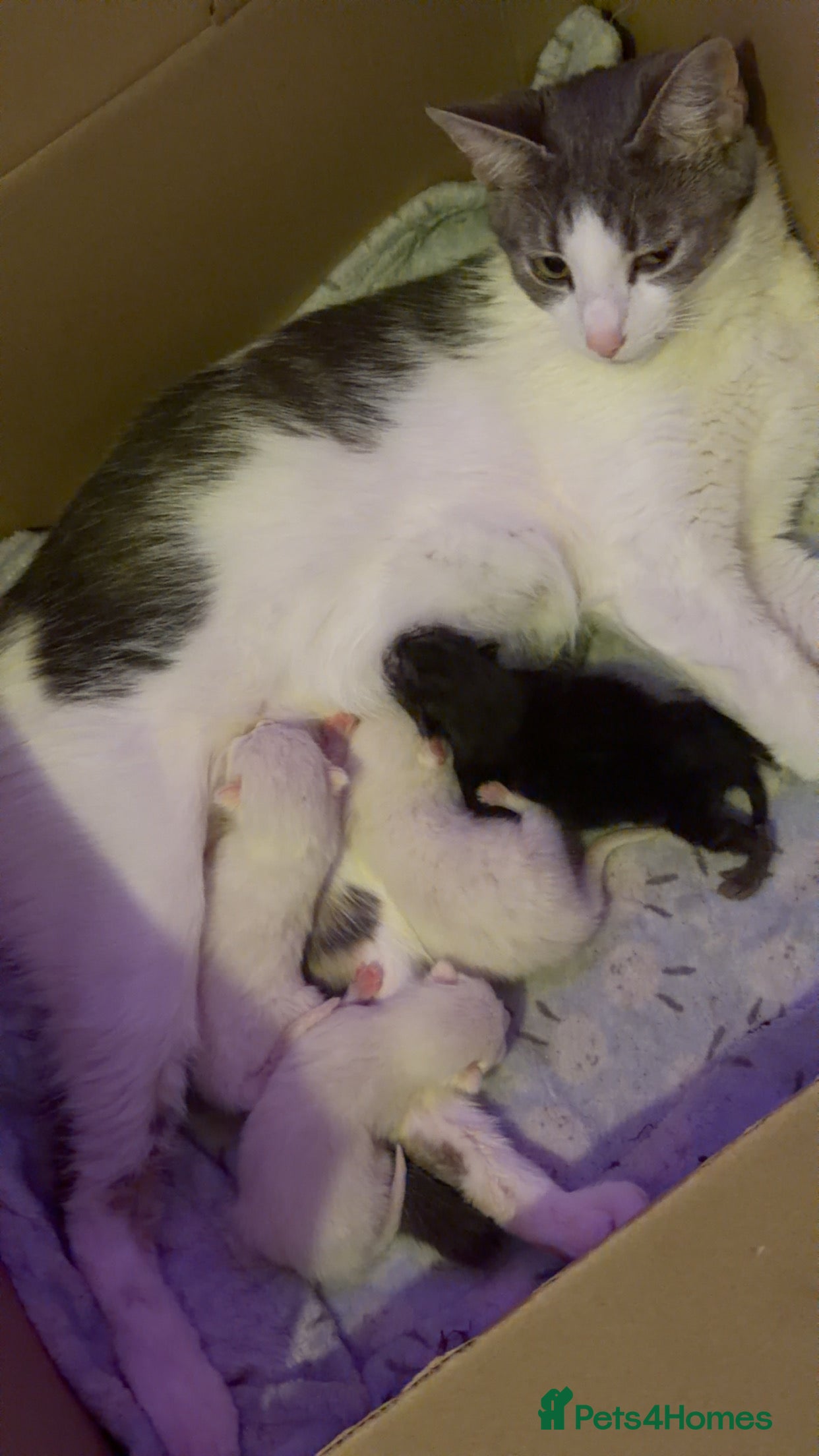 Mixed Breed cats 2 white kittens - Advert 1