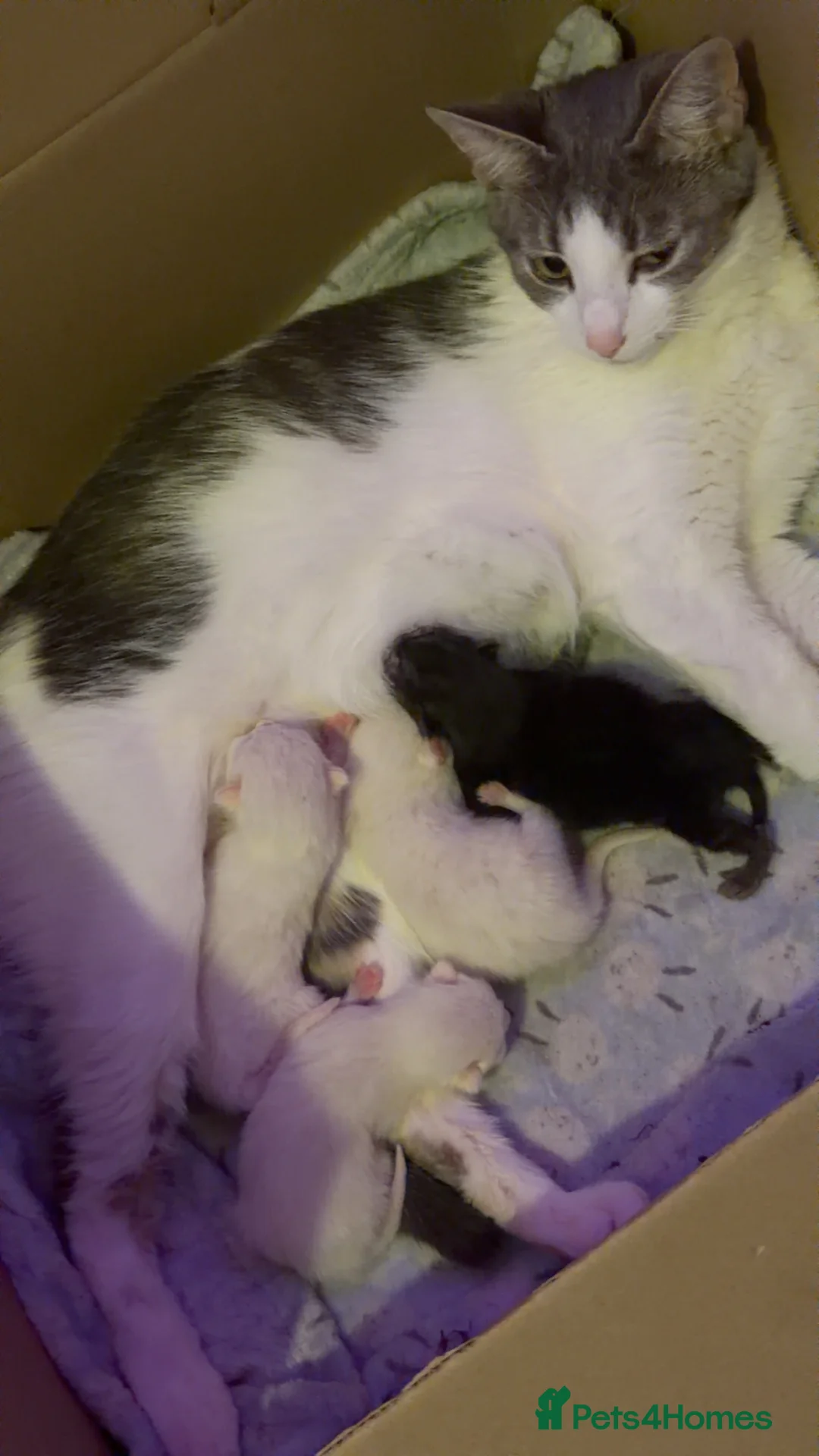 Mixed Breed cats for sale: 2 white kittens - Advert 1