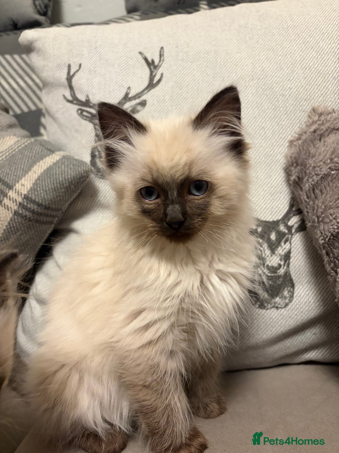 Ragdoll cats for sale: EXQUISITE RAGDOLL BABIES - Advert 11