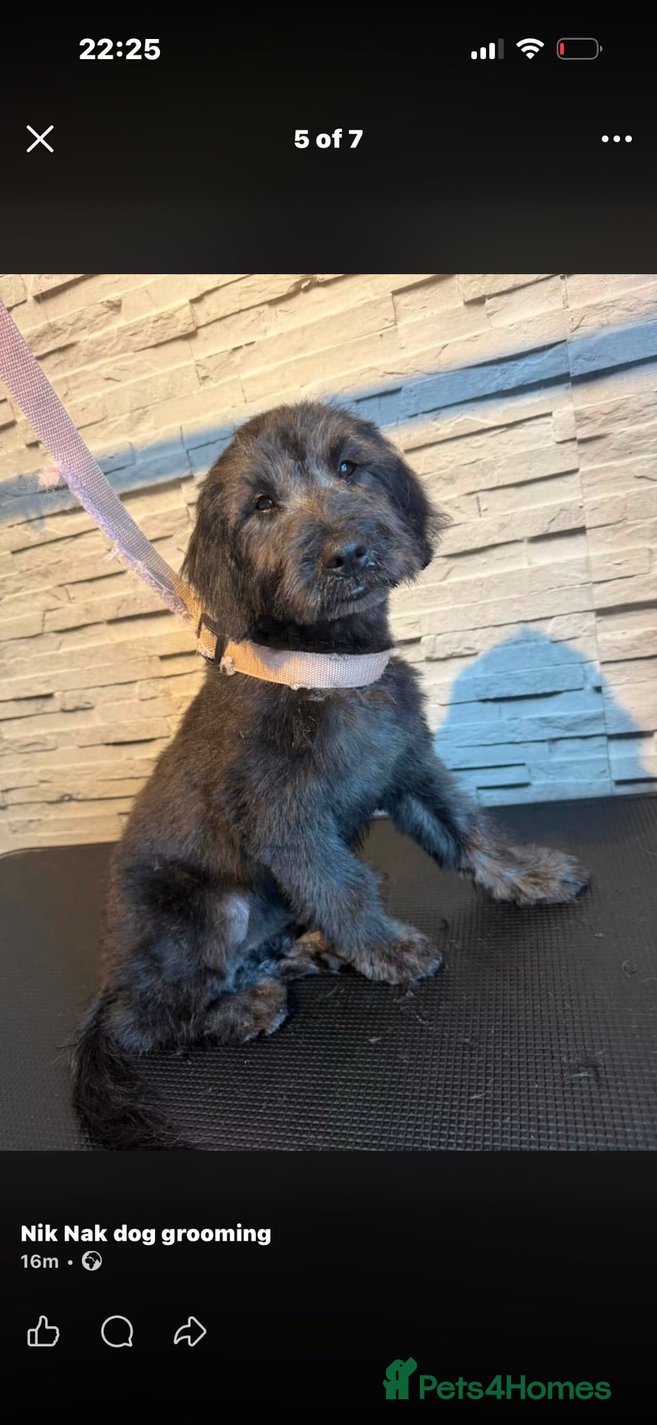 Mini Goldendoodle dogs F1 Mini SILVER Goldendoodle  *READY NOW* - Advert 1