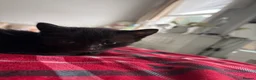 Mixed Breed cats for sale: Adorable kittens need loving homes! - Advert 5
