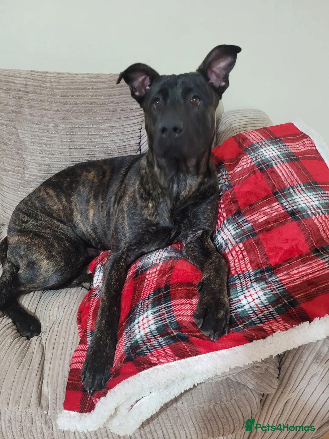 Mixed Breed dogs for sale: Pablo - Belgian Malinois x Presa Canario dog  in ELY - Advert 2