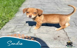 Mixed Breed dogs for adoption: Sandie - for adoption - IN FOSTER IN DONCASTER - Image 2