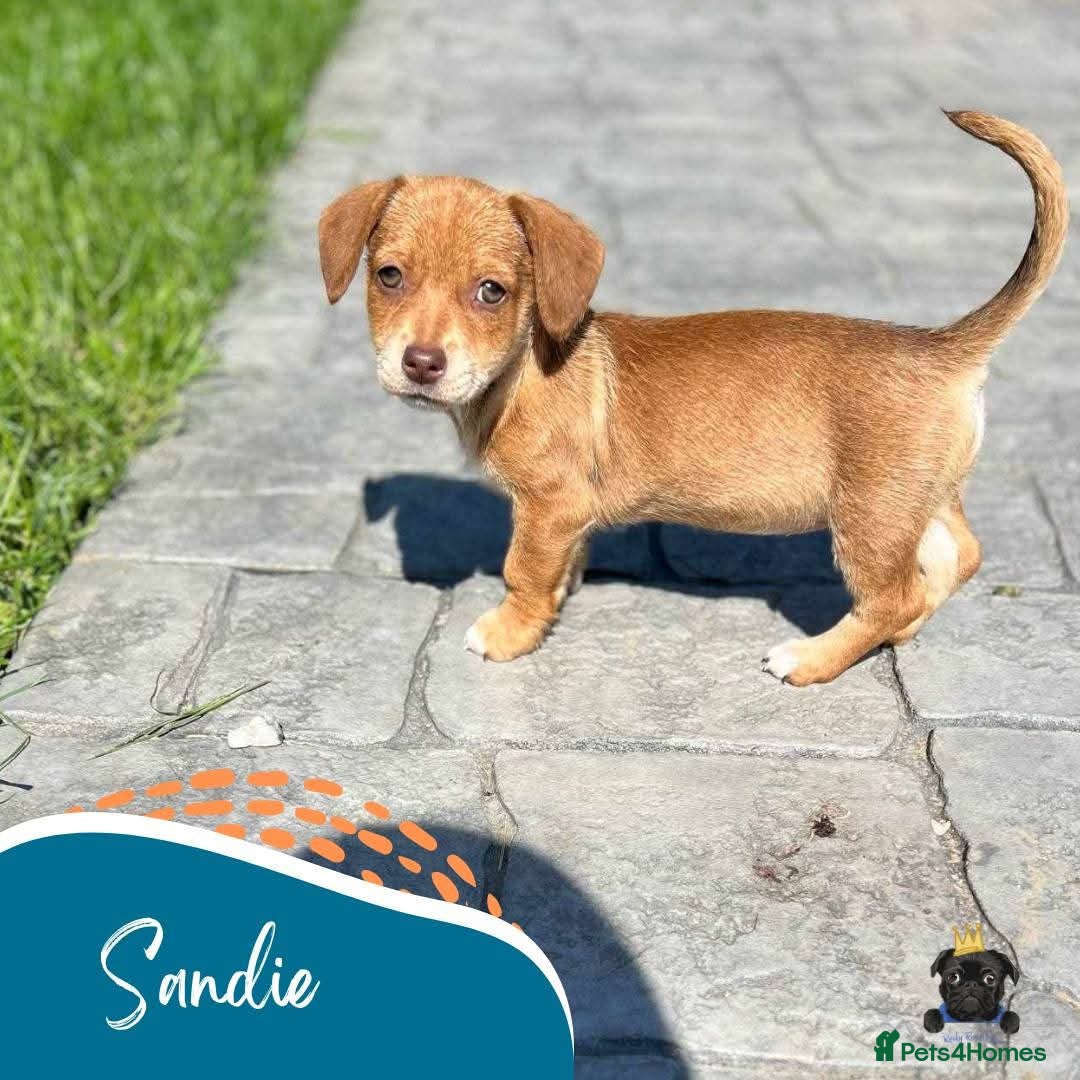 Mixed Breed dogs for adoption: Sandie - for adoption - IN FOSTER IN DONCASTER - Image 2
