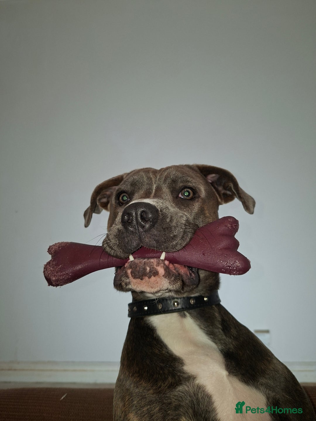 Mixed Breed dogs for sale: Looking for a safe, loving home for one dog - Advert 5