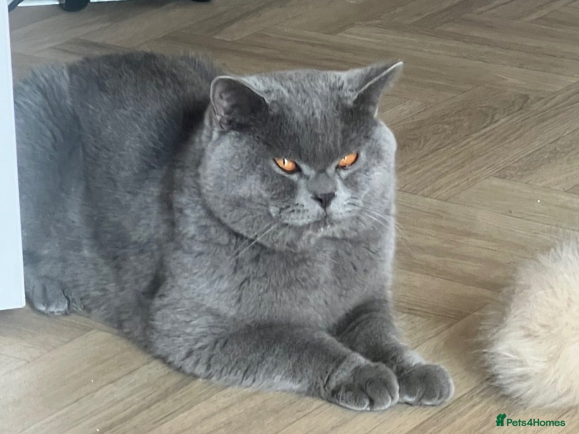 British Shorthair cats 💙 BLUE BRITISH SHORTHAIR – STUD SERVICES 💙 - Advert 4