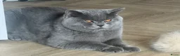 British Shorthair cats for stud: 💙 BLUE BRITISH SHORTHAIR – STUD SERVICES 💙 - Advert 2