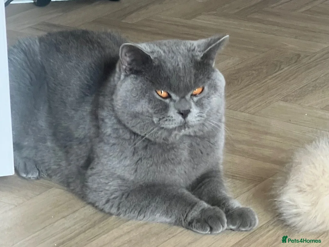 British Shorthair cats for stud: 💙 BLUE BRITISH SHORTHAIR – STUD SERVICES 💙 - Advert 2
