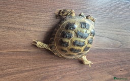Tortoise reptiles for sale: 3yr old horsefield Tortoise (PENDING COLLECTION)  - Image 2