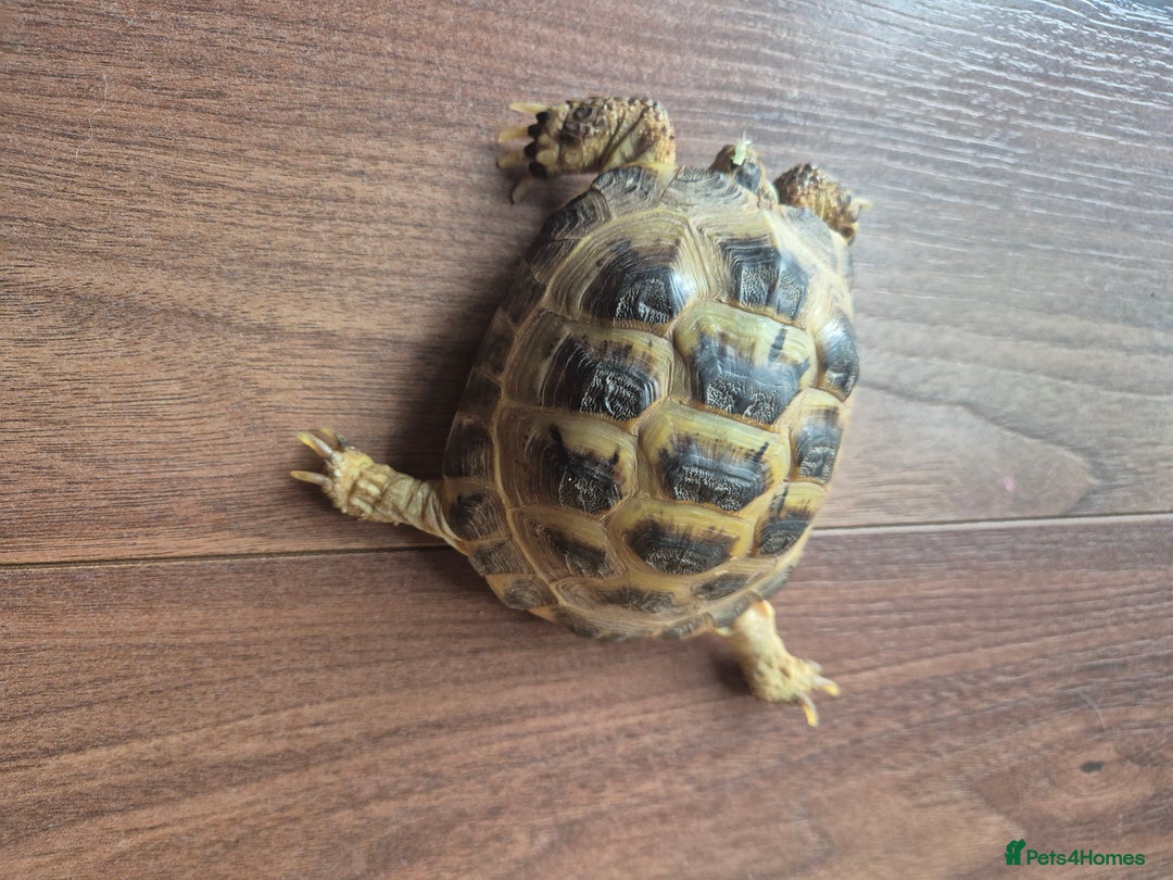 Tortoise reptiles for sale: 3yr old horsefield Tortoise (PENDING COLLECTION)  - Image 2