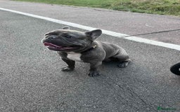 French Bulldog dogs for sale: 17 month Male French bulldog  - Image 4