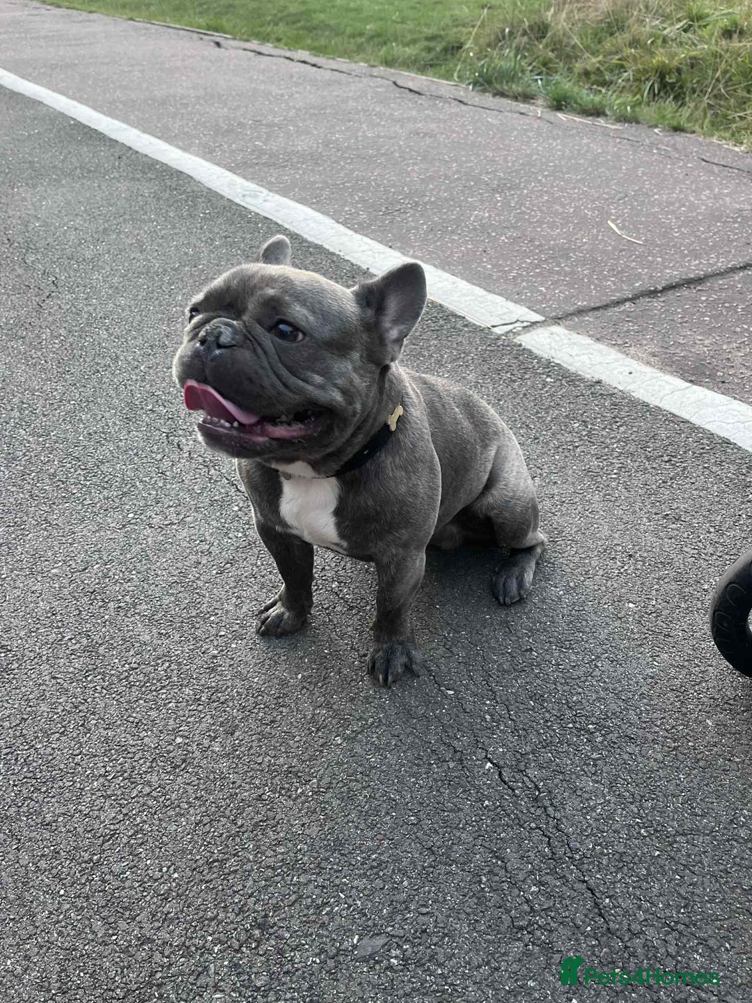 French Bulldog dogs for sale: 17 month Male French bulldog  - Image 4