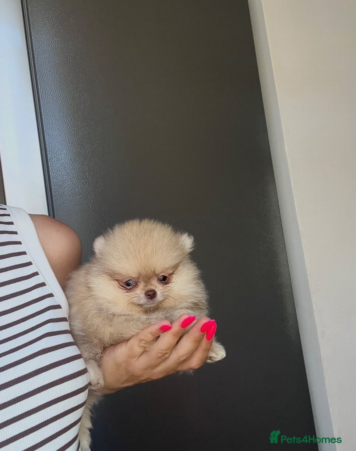 Pomeranian dogs 🔥Boy 500gr🐻👁️Green eyes🐻Outstanding  - Advert 1