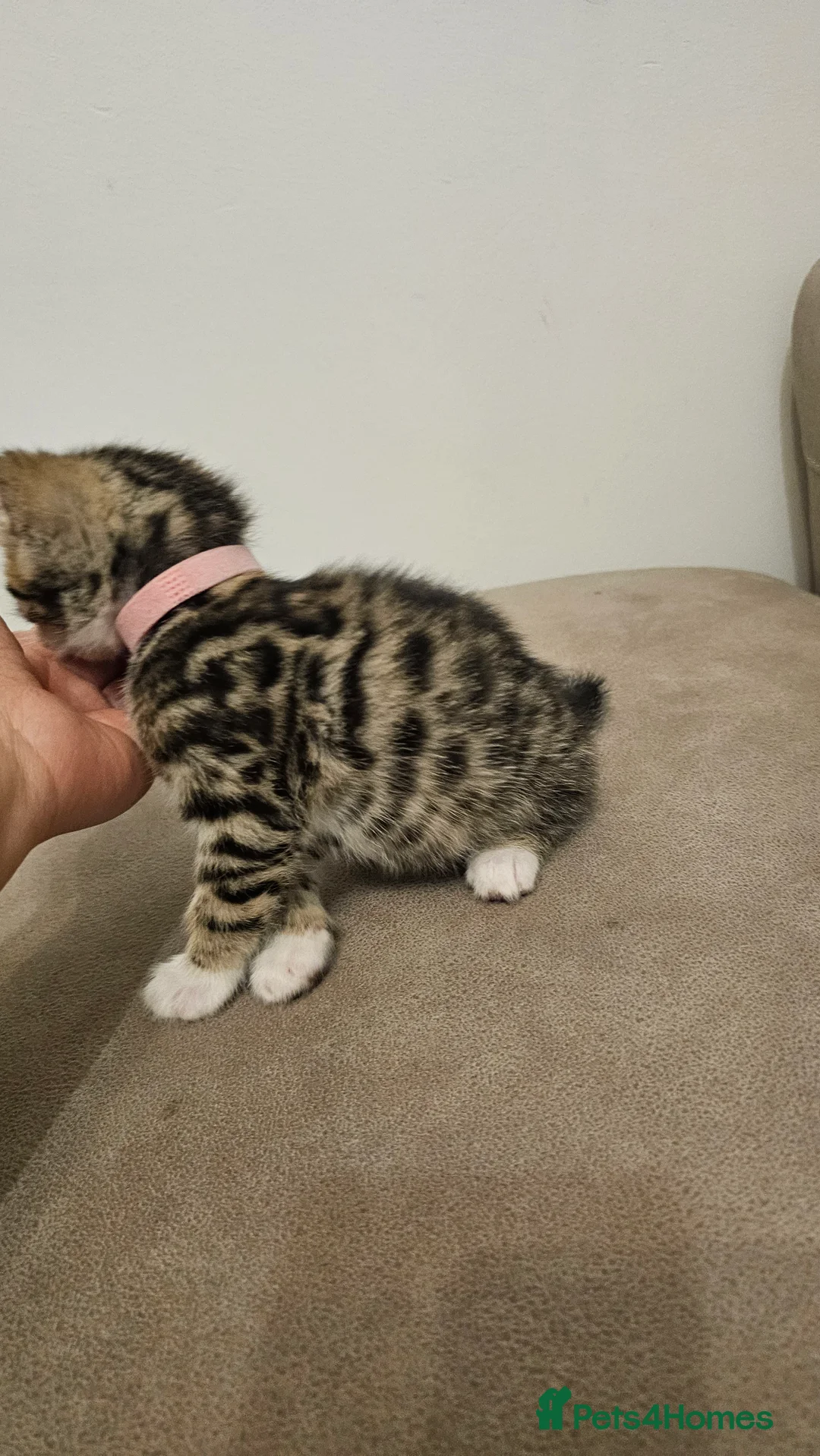 Bengal cats for sale: Bengal kittens - Advert 11