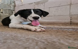 Mixed Breed dogs for adoption: NALA, a Lovely Girl - for a Loving Home - Image 7