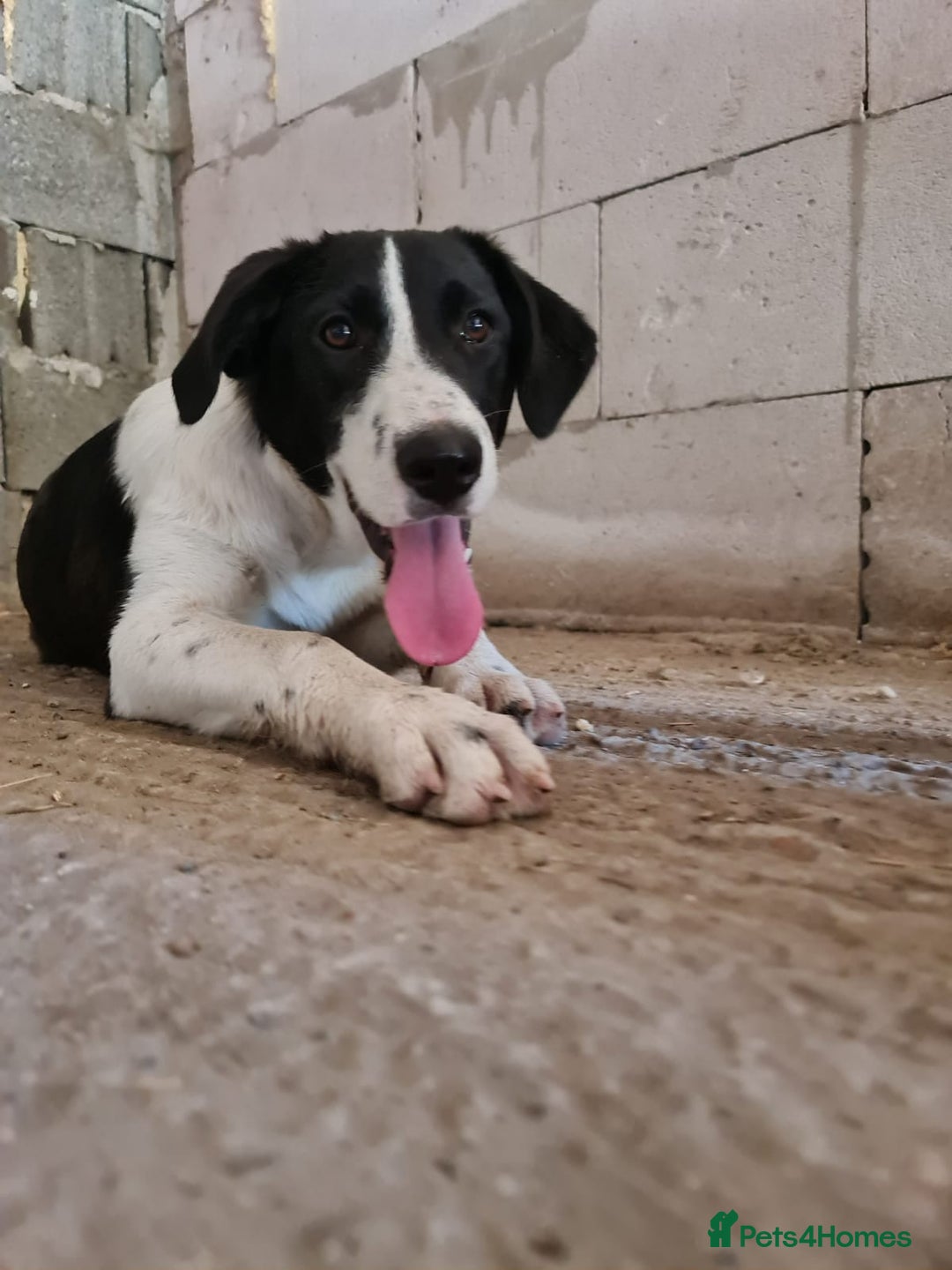 Mixed Breed dogs for adoption: NALA, a Lovely Girl - for a Loving Home - Image 7