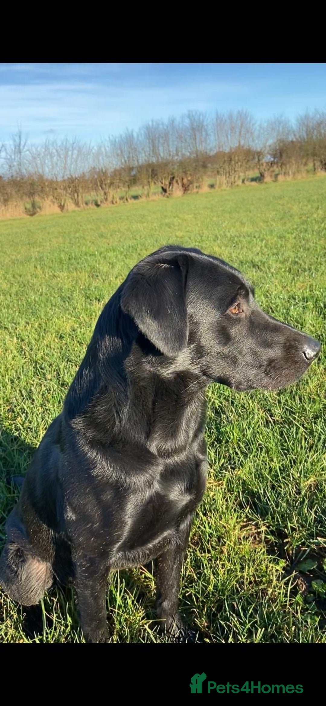 Labrador Retriever dogs for stud: Working Black Labrador Stud - Advert 5