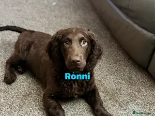 Cocker Spaniel dogs Cocker spaniel male pup 6 months old - Advert 1