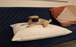 Pug dogs for sale: Gorgeous KC health tested fawn boy pug - Advert 3