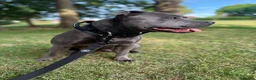 Staffordshire Bull Terrier dogs for sale: KC Registered Staffordshire Bull Terrier Puppies - Advert 4