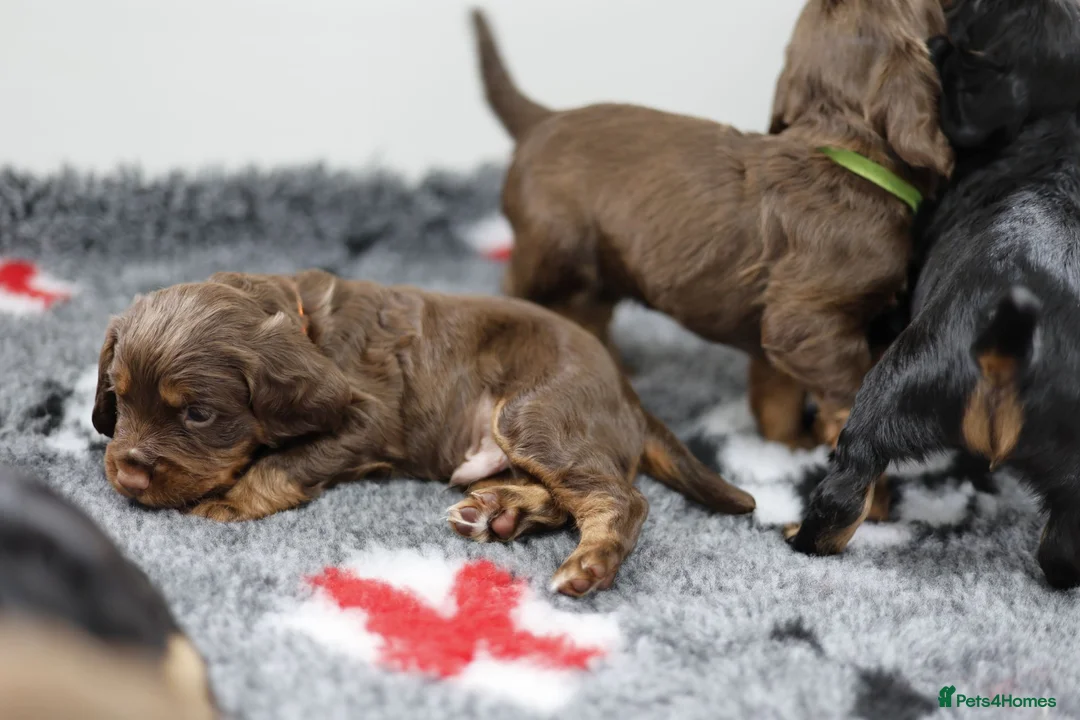 Cocker Spaniel dogs for sale: KC REGISTERED WORKING COCKER SPANIELS in Deeside - Advert 17