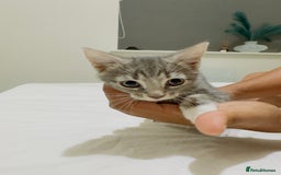 Mixed Breed cats for sale: Kittens ready to go - Image 12