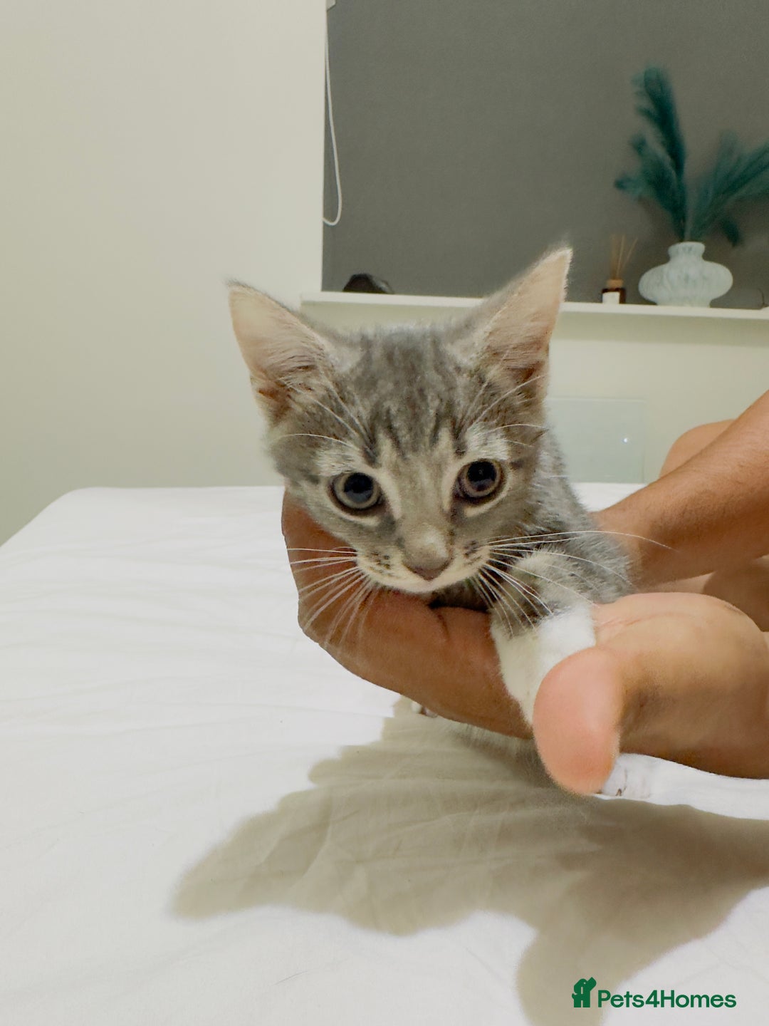 Mixed Breed cats for sale: Kittens ready to go - Image 12