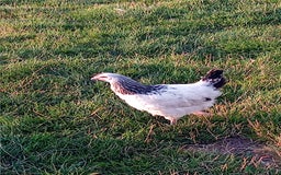 Chickens poultry for sale: Light Sussex and Cream legbar pullets - Image 3