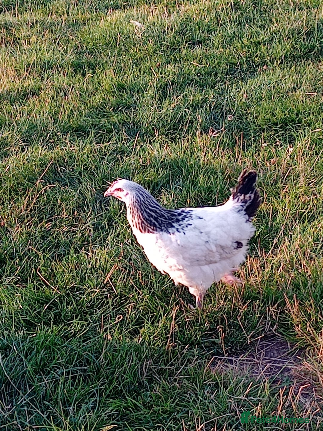 Chickens poultry for sale: Light Sussex and Cream legbar pullets - Image 3