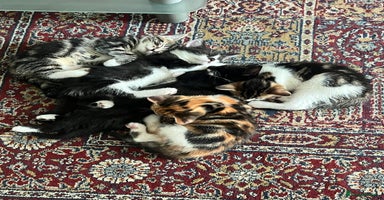 Mixed Breed cats - Advert 8