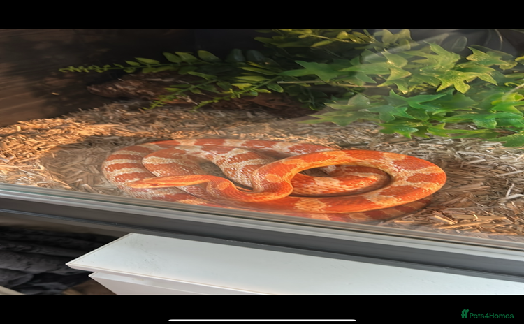 Corn Snake reptiles - Advert 2