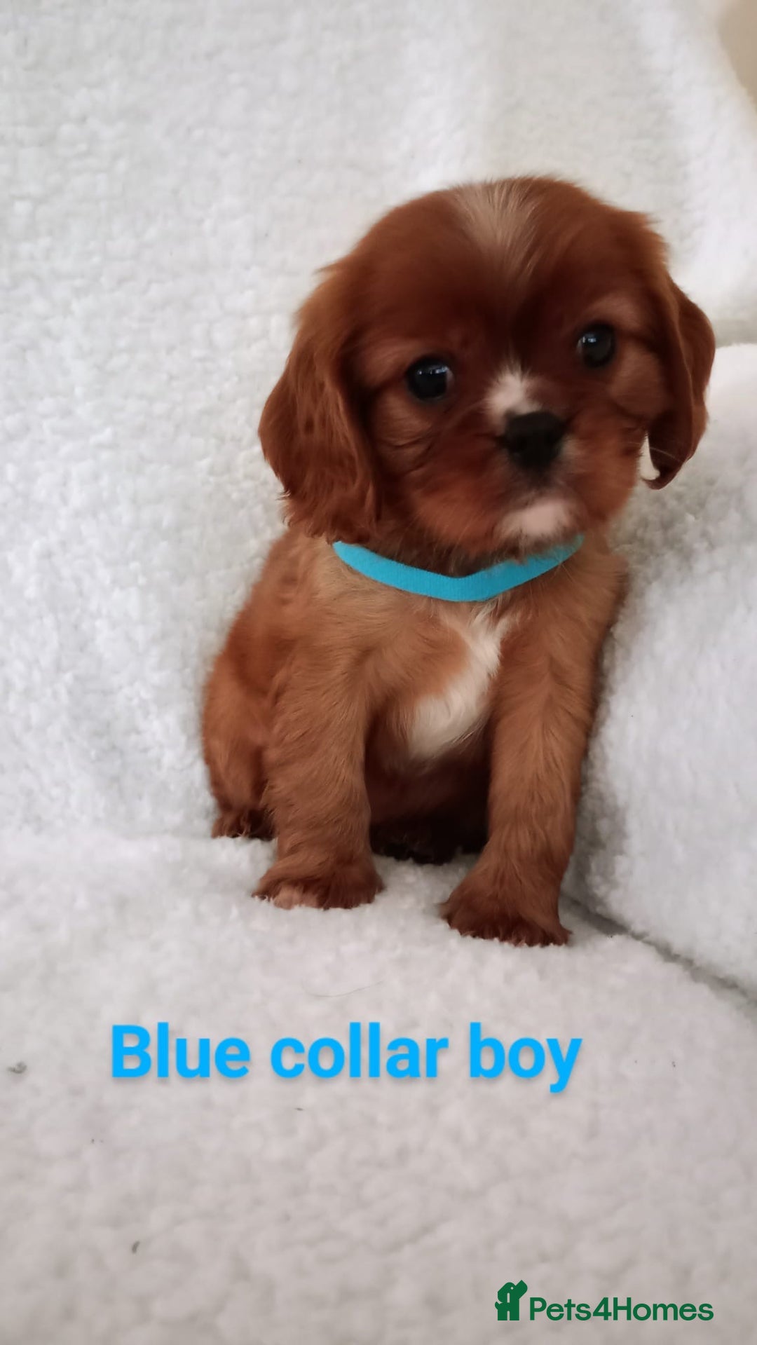 Cavalier King Charles Spaniel dogs for stud: Merlesque 5⭐️ cavalier stud DNA/Heart/Eye tests in Birmingham - Advert 16