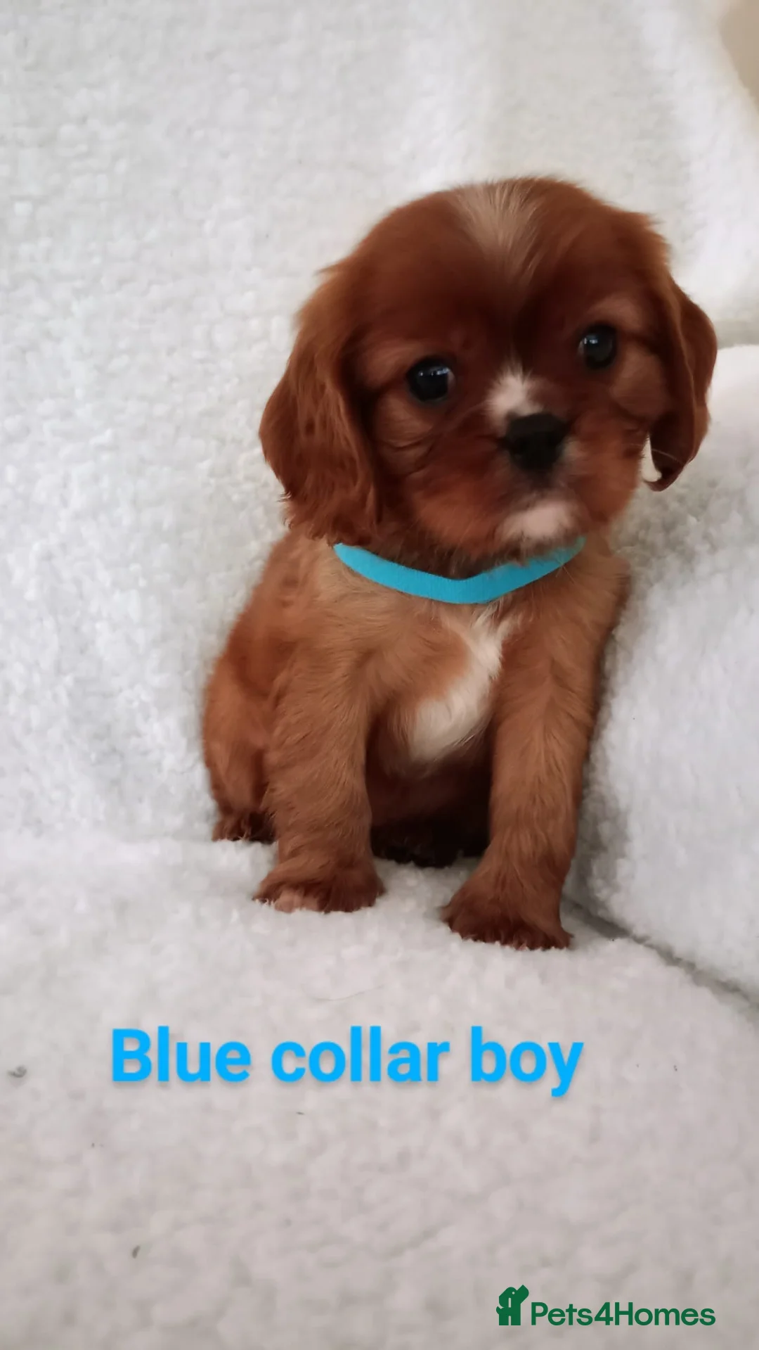 Cavalier King Charles Spaniel dogs for stud: Merlesque 5⭐️ cavalier stud DNA/Heart/Eye tests in Birmingham - Advert 16