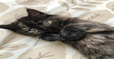 Siberian cats - Advert 14