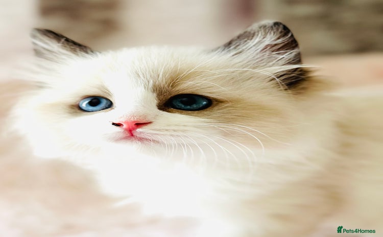 Ragdoll cats - Advert 4