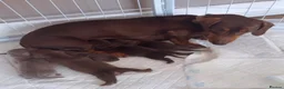 Dachshund dogs for sale:  Stunning KC REGISTERED dachshund puppy’s  in Bedford - Advert 2