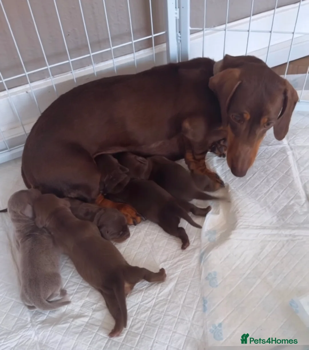 Dachshund dogs for sale:  Stunning KC REGISTERED dachshund puppy’s  in Bedford - Advert 2