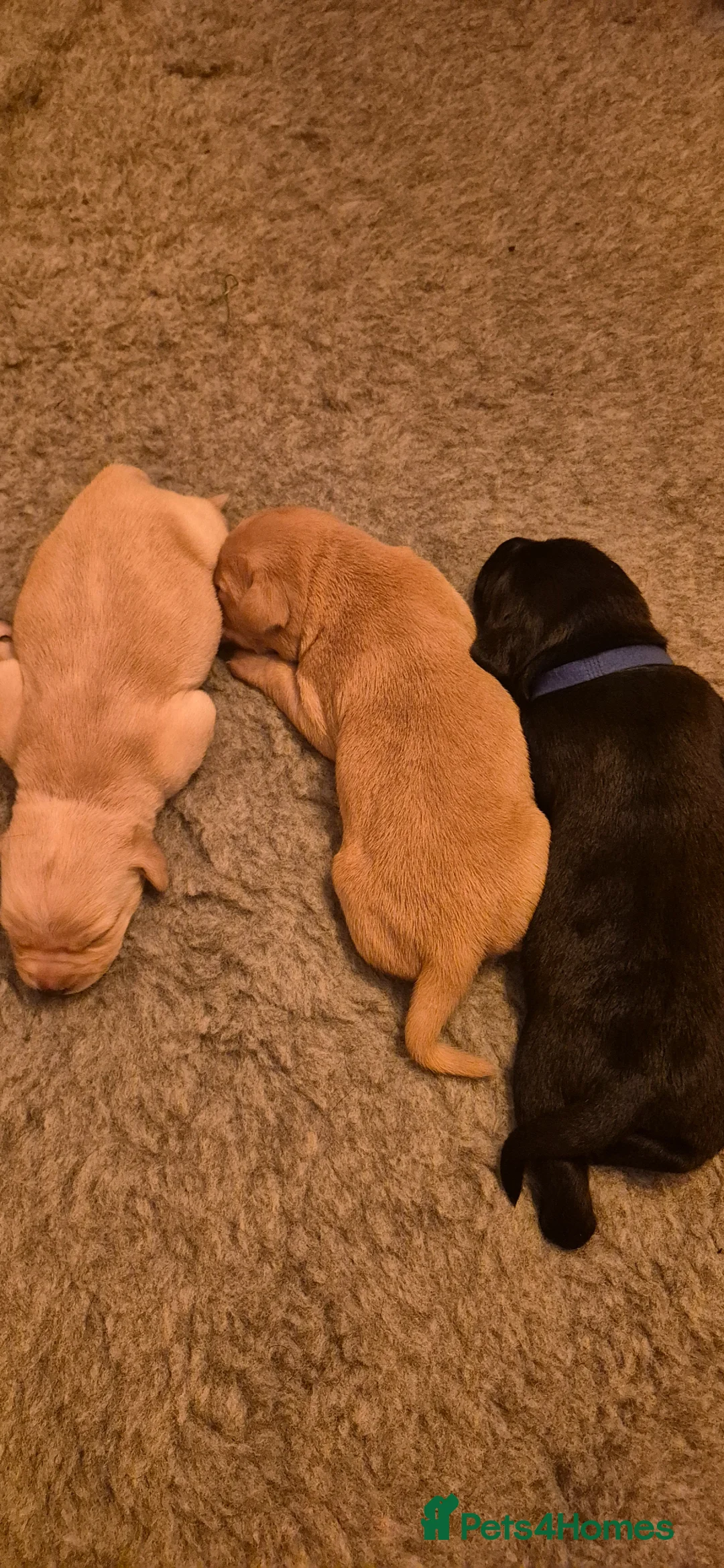 Labrador Retriever dogs for sale: Kc reg working lab (field trial champs generation  in Fareham - Advert 12
