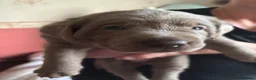 Labrador Retriever dogs for sale: Gorgeous Silver Labrador Puppies For Sale! - Advert 5